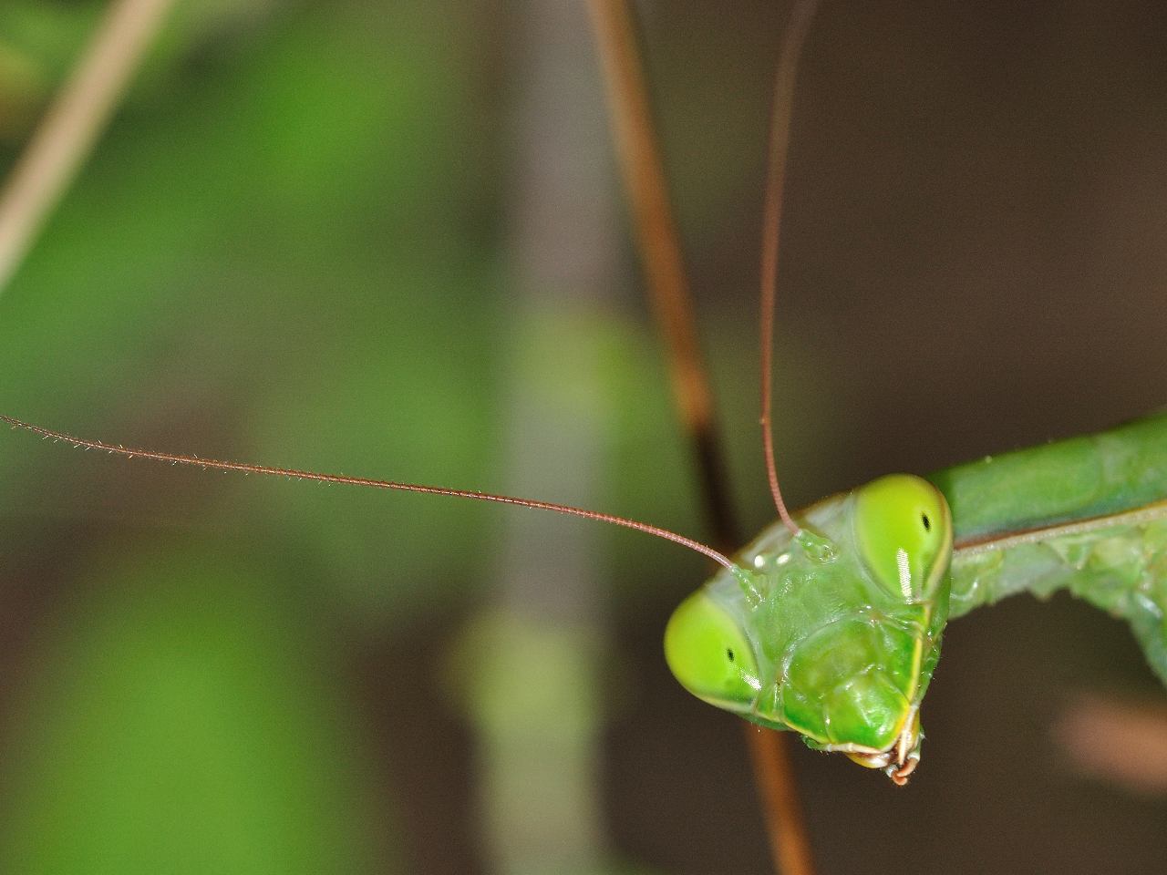 Mantis religiosa